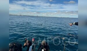Berenang bersama lumba-lumba liar di Perairan Rockingham Australia